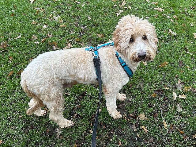 Klicke auf die Grafik für eine vergrößerte Ansicht  Name: IMG_9208.jpg Ansichten: 0 Größe: 275,3 KB ID: 1198682