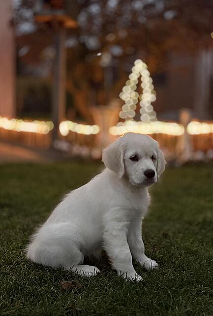 Klicke auf die Grafik für eine vergrößerte Ansicht

Name: IMG_0950.jpg
Ansichten: 0
Größe: 65,8 KB
ID: 1197717