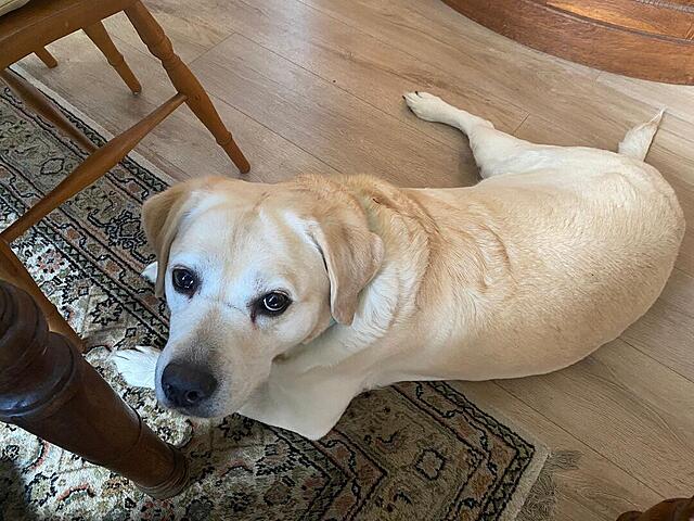 Klicke auf die Grafik für eine vergrößerte Ansicht

Name: 46b34df6-810d-4272-a058-2e25bf845c66.jpg
Ansichten: 0
Größe: 147,2 KB
ID: 1197734