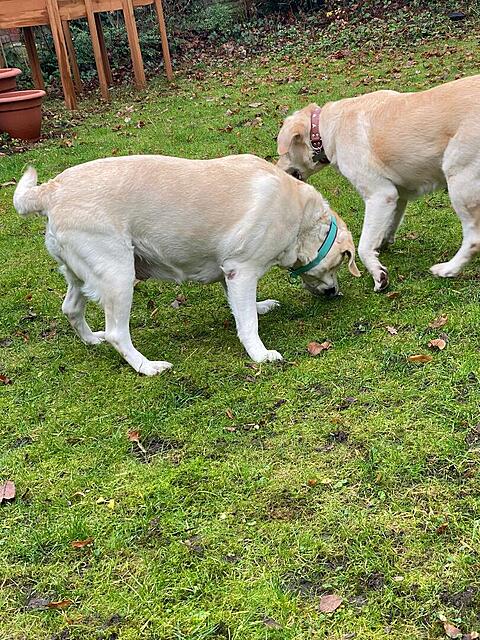 Klicke auf die Grafik für eine vergrößerte Ansicht

Name: dc1016db-b0e3-4191-bc2d-ea9d4cc5d0be.jpg
Ansichten: 0
Größe: 291,6 KB
ID: 1197735