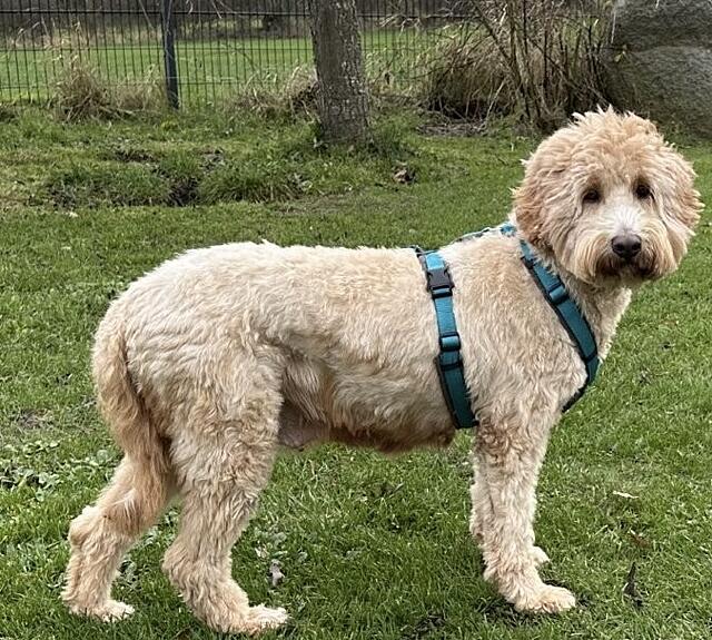 Klicke auf die Grafik für eine vergrößerte Ansicht  Name: IMG_5348.jpg Ansichten: 0 Größe: 226,9 KB ID: 1197796