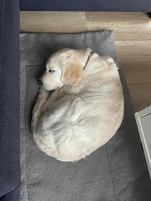 Klicke auf die Grafik für eine vergrößerte Ansicht  Name: IMG_3389.jpg Ansichten: 0 Größe: 132,3 KB ID: 1197843