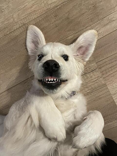 Klicke auf die Grafik für eine vergrößerte Ansicht  Name: IMG_3387.jpg Ansichten: 0 Größe: 100,9 KB ID: 1197844