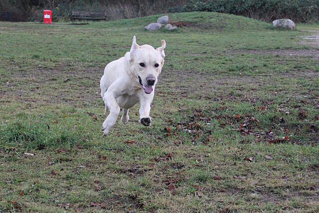 Klicke auf die Grafik für eine vergrößerte Ansicht  Name: _IMG_7656.jpg Ansichten: 0 Größe: 146,6 KB ID: 1197864