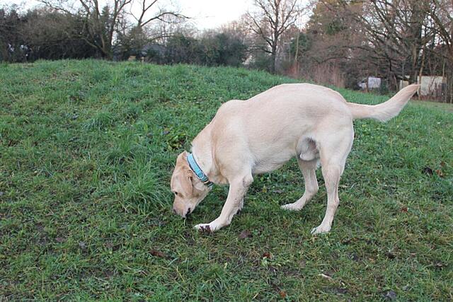 Klicke auf die Grafik für eine vergrößerte Ansicht  Name: _IMG_7633.jpg Ansichten: 0 Größe: 139,8 KB ID: 1197866