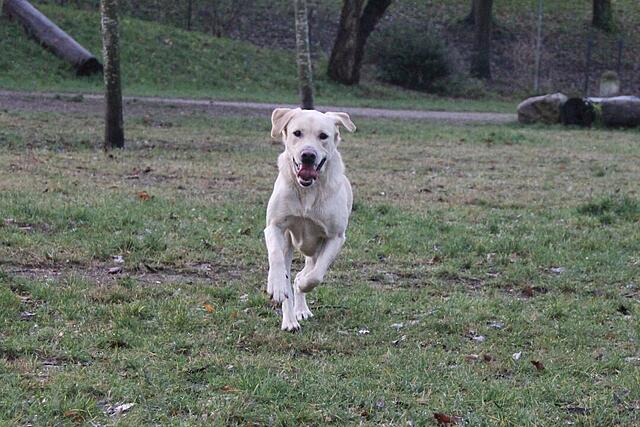 Klicke auf die Grafik für eine vergrößerte Ansicht  Name: IMG_7705.jpg Ansichten: 0 Größe: 128,6 KB ID: 1197868