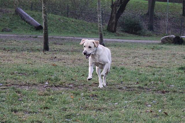 Klicke auf die Grafik für eine vergrößerte Ansicht  Name: IMG_7703.jpg Ansichten: 0 Größe: 132,2 KB ID: 1197869