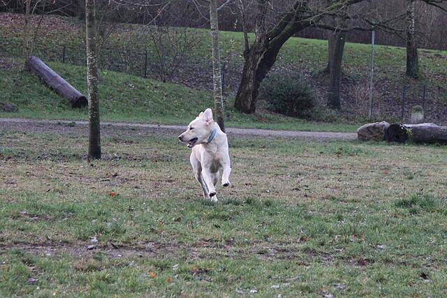 Klicke auf die Grafik für eine vergrößerte Ansicht  Name: IMG_7699.jpg Ansichten: 0 Größe: 136,3 KB ID: 1197870