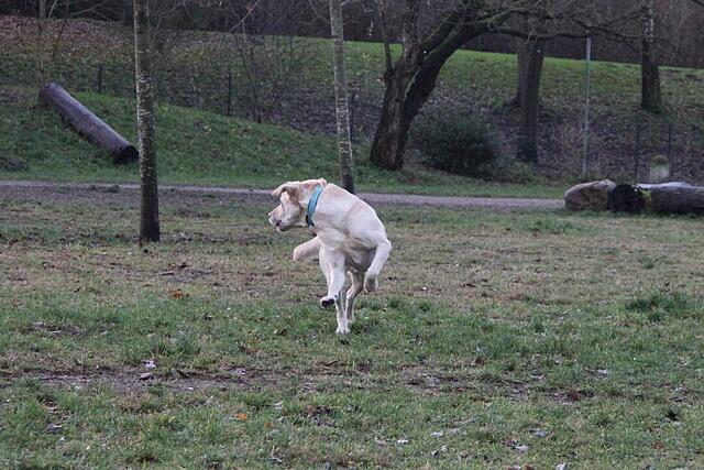 Klicke auf die Grafik für eine vergrößerte Ansicht  Name: IMG_7701.jpg Ansichten: 0 Größe: 128,9 KB ID: 1197872