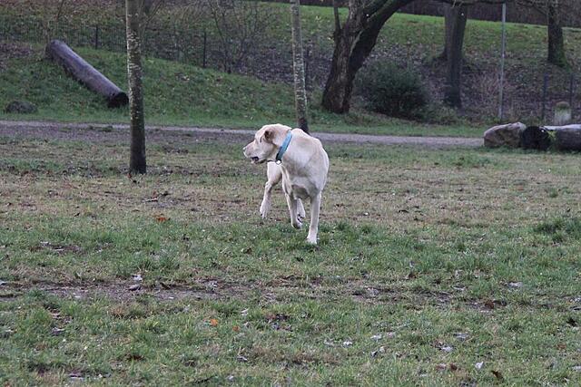 Klicke auf die Grafik für eine vergrößerte Ansicht  Name: IMG_7700.jpg Ansichten: 0 Größe: 140,9 KB ID: 1197873