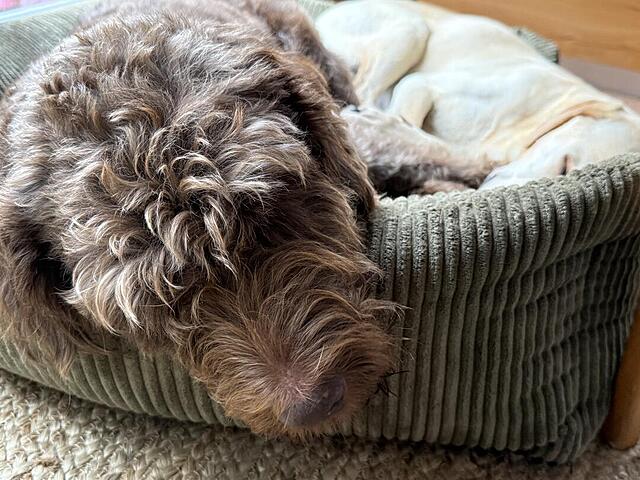 Klicke auf die Grafik für eine vergrößerte Ansicht  Name: IMG_9704.jpg Ansichten: 0 Größe: 144,1 KB ID: 1198076