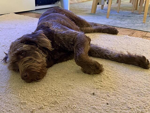 Klicke auf die Grafik für eine vergrößerte Ansicht  Name: IMG_9505.jpg Ansichten: 0 Größe: 131,3 KB ID: 1198078