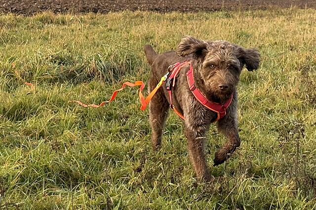 Klicke auf die Grafik für eine vergrößerte Ansicht  Name: IMG_9904.jpg Ansichten: 0 Größe: 205,3 KB ID: 1198079