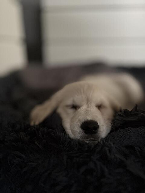 Klicke auf die Grafik für eine vergrößerte Ansicht  Name: IMG_9640.jpg Ansichten: 0 Größe: 36,0 KB ID: 1198093