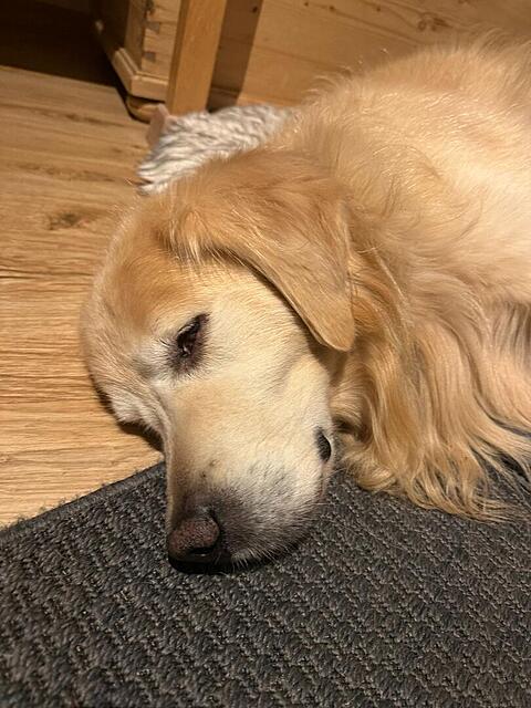 Klicke auf die Grafik für eine vergrößerte Ansicht  Name: 955098ea-a539-46ef-8212-a571a237cc95.jpg Ansichten: 0 Größe: 121,3 KB ID: 1198202