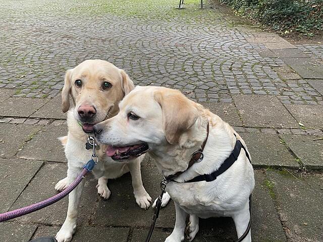 Klicke auf die Grafik für eine vergrößerte Ansicht  Name: 28b85c56-d1f3-41a4-8829-e918165196e9.jpg Ansichten: 0 Größe: 185,1 KB ID: 1198504