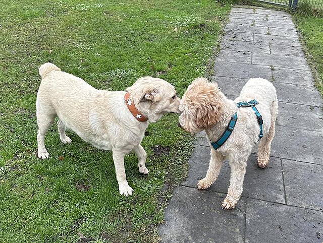 Klicke auf die Grafik für eine vergrößerte Ansicht  Name: IMG_9933.jpg Ansichten: 0 Größe: 248,7 KB ID: 1202923