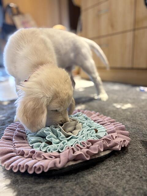 Klicke auf die Grafik für eine vergrößerte Ansicht  Name: IMG_9887.jpg Ansichten: 0 Größe: 79,4 KB ID: 1198639