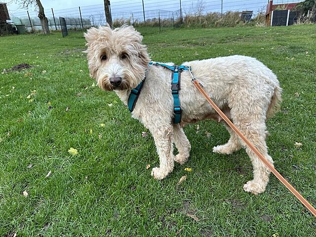 Klicke auf die Grafik für eine vergrößerte Ansicht  Name: IMG_9288.jpg Ansichten: 0 Größe: 252,8 KB ID: 1198684