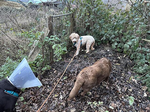 Klicke auf die Grafik für eine vergrößerte Ansicht  Name: IMG_9340.jpg Ansichten: 0 Größe: 334,7 KB ID: 1198686