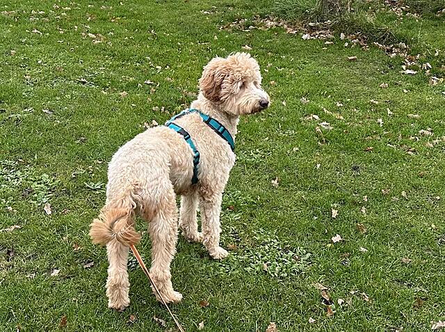 Klicke auf die Grafik für eine vergrößerte Ansicht  Name: IMG_9302.jpg Ansichten: 0 Größe: 286,0 KB ID: 1198689