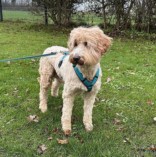 Klicke auf die Grafik für eine vergrößerte Ansicht  Name: IMG_9202.jpg Ansichten: 0 Größe: 357,7 KB ID: 1198690