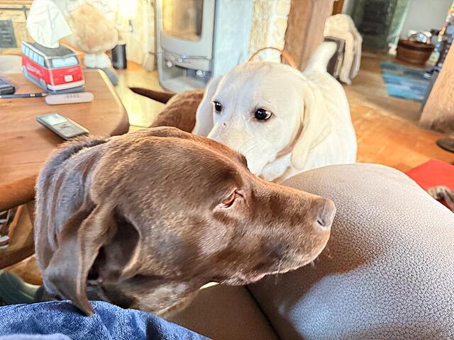 Klicke auf die Grafik für eine vergrößerte Ansicht

Name: IMG_3264.jpg
Ansichten: 0
Größe: 120,1 KB
ID: 1198722