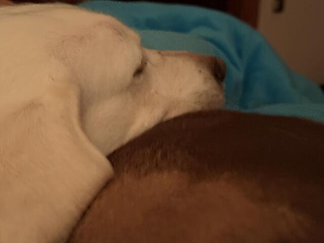 Klicke auf die Grafik für eine vergrößerte Ansicht

Name: IMG_3268.jpg
Ansichten: 0
Größe: 30,2 KB
ID: 1198723