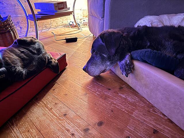 Klicke auf die Grafik für eine vergrößerte Ansicht

Name: IMG_3259.jpg
Ansichten: 0
Größe: 147,3 KB
ID: 1198724