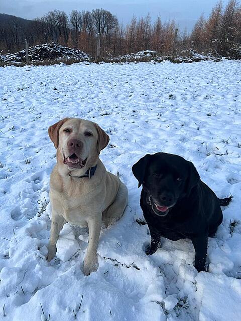 Klicke auf die Grafik für eine vergrößerte Ansicht  Name: 0accf14f-ce76-45bf-bc45-2a75b36f5e0d.jpg Ansichten: 0 Größe: 135,9 KB ID: 1199042