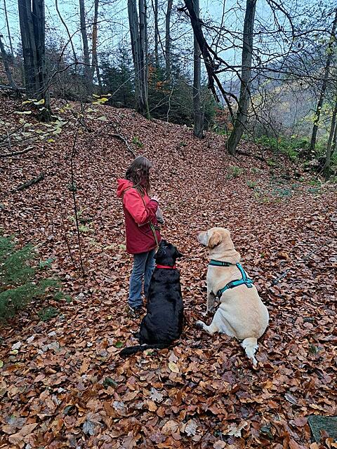 Klicke auf die Grafik für eine vergrößerte Ansicht  Name: 4a0dcddd-ebd3-4a30-a0db-f66ee3e7f349.jpg Ansichten: 0 Größe: 305,8 KB ID: 1199045