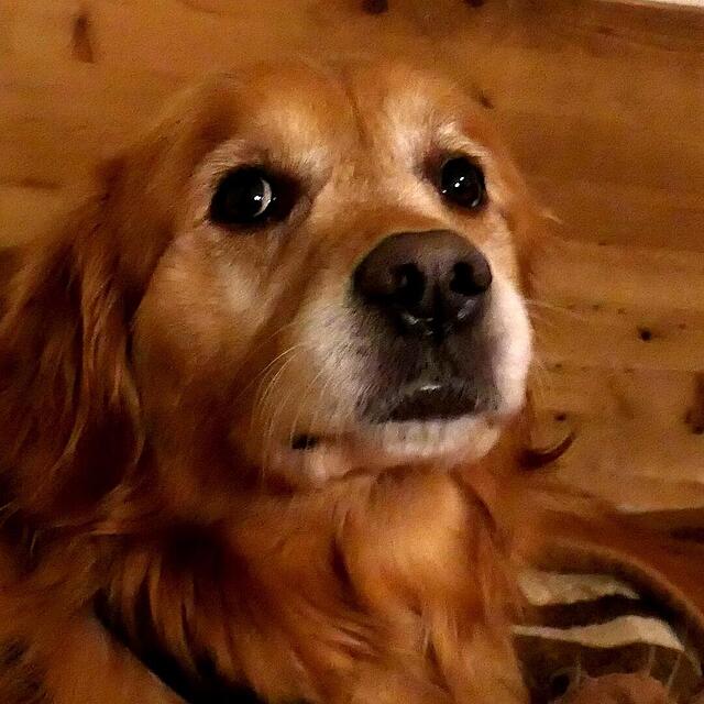 Klicke auf die Grafik für eine vergrößerte Ansicht

Name: IMG_5388.jpg
Ansichten: 0
Größe: 126,0 KB
ID: 1199371