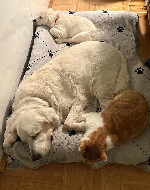 Klicke auf die Grafik für eine vergrößerte Ansicht

Name: IMG_9851.jpg
Ansichten: 0
Größe: 112,5 KB
ID: 1199425