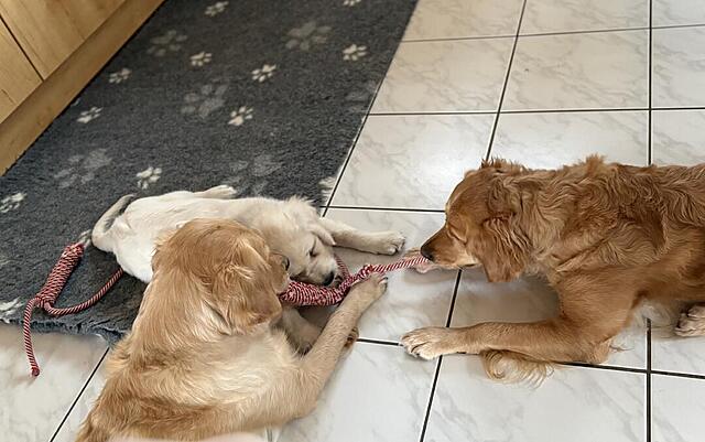 Klicke auf die Grafik für eine vergrößerte Ansicht

Name: IMG_0052.jpg
Ansichten: 0
Größe: 86,8 KB
ID: 1199430