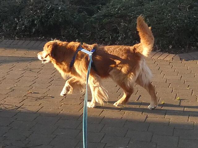 Klicke auf die Grafik für eine vergrößerte Ansicht

Name: P1040381.jpg
Ansichten: 0
Größe: 110,5 KB
ID: 1199858