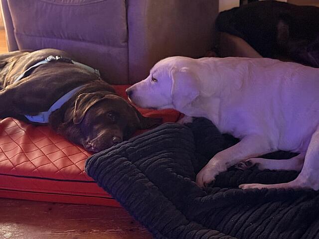 Klicke auf die Grafik für eine vergrößerte Ansicht

Name: IMG_3291.jpg
Ansichten: 0
Größe: 70,0 KB
ID: 1199888