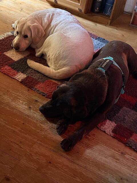 Klicke auf die Grafik für eine vergrößerte Ansicht

Name: IMG_3311.jpg
Ansichten: 0
Größe: 100,4 KB
ID: 1199889