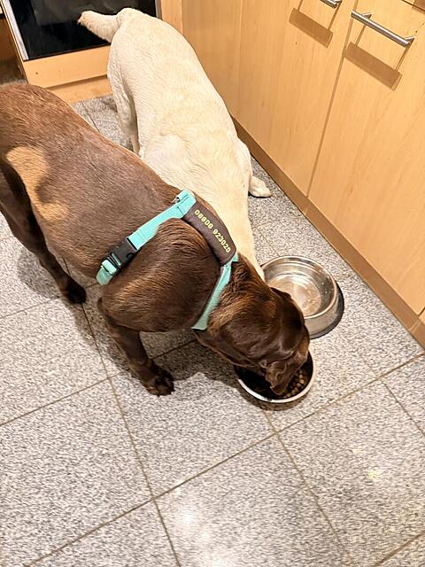 Klicke auf die Grafik für eine vergrößerte Ansicht

Name: IMG_3276.jpg
Ansichten: 0
Größe: 141,5 KB
ID: 1199890