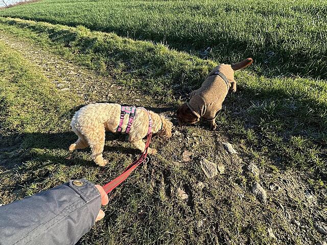 Klicke auf die Grafik für eine vergrößerte Ansicht

Name: IMG_0357.jpg
Ansichten: 0
Größe: 349,3 KB
ID: 1201658