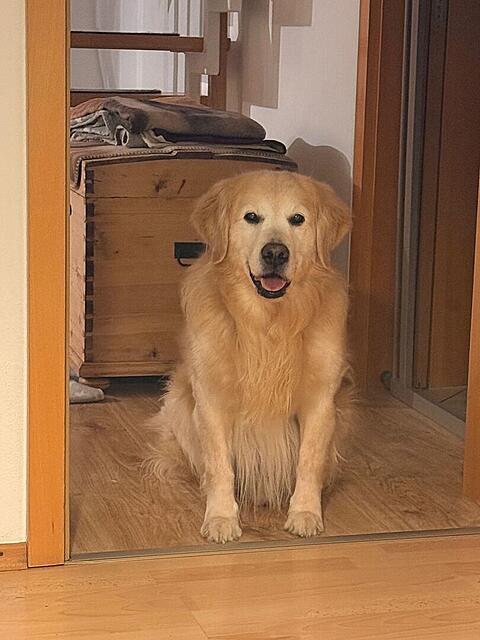 Klicke auf die Grafik für eine vergrößerte Ansicht

Name: 1db5aaf4-b3a4-442d-a759-54dbb867426f.jpg
Ansichten: 0
Größe: 90,2 KB
ID: 1200418