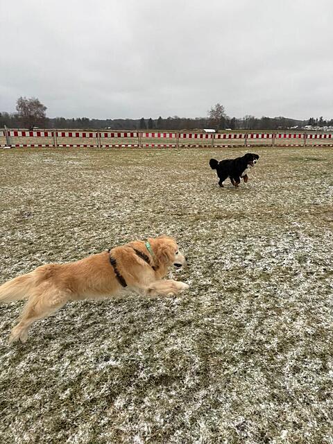 Klicke auf die Grafik für eine vergrößerte Ansicht

Name: 52db8ed5-4767-496e-bf48-0f63d29773f3.jpg
Ansichten: 0
Größe: 183,2 KB
ID: 1200421