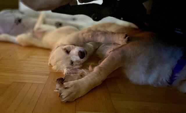 Klicke auf die Grafik für eine vergrößerte Ansicht

Name: IMG_0242.jpg
Ansichten: 0
Größe: 42,8 KB
ID: 1200487