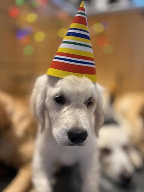 Klicke auf die Grafik für eine vergrößerte Ansicht

Name: IMG_1218.jpg
Ansichten: 0
Größe: 45,5 KB
ID: 1200492