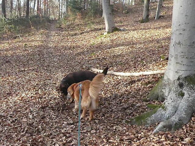 Klicke auf die Grafik für eine vergrößerte Ansicht

Name: 2025-12-27_154858.jpg
Ansichten: 0
Größe: 212,2 KB
ID: 1200556