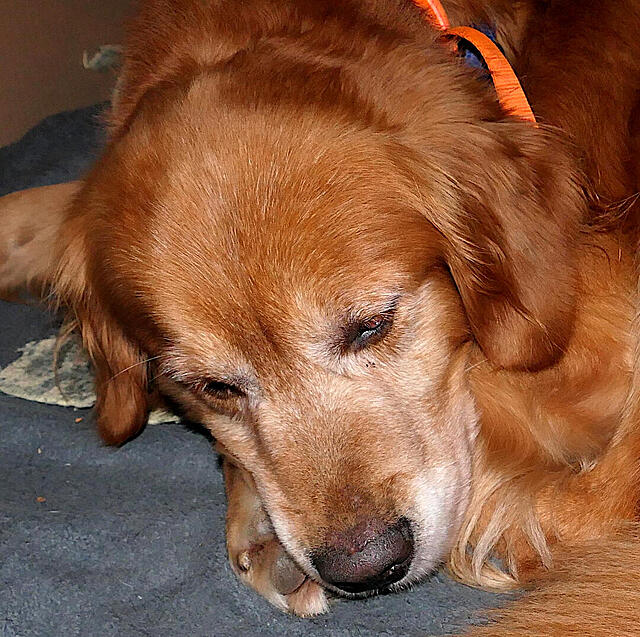 Klicke auf die Grafik für eine vergrößerte Ansicht

Name: P1041928.jpg
Ansichten: 0
Größe: 223,7 KB
ID: 1200559