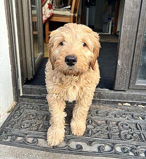 Klicke auf die Grafik für eine vergrößerte Ansicht  Name: IMG_5670.jpg Ansichten: 0 Größe: 152,5 KB ID: 1201002