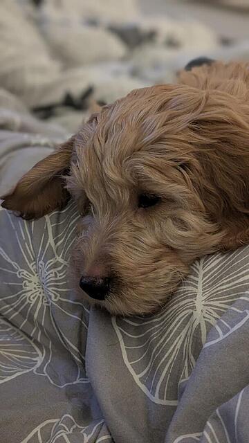 Klicke auf die Grafik für eine vergrößerte Ansicht  Name: PXL_20251229_183918094.PORTRAIT.jpg Ansichten: 0 Größe: 72,3 KB ID: 1201071