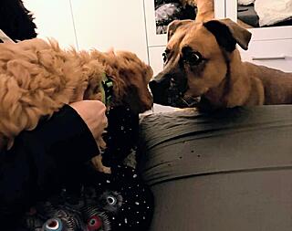 Klicke auf die Grafik für eine vergrößerte Ansicht  Name: IMG-20251229-WA0027~2.jpg Ansichten: 0 Größe: 65,9 KB ID: 1201067