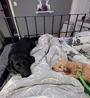 Klicke auf die Grafik für eine vergrößerte Ansicht  Name: PXL_20260101_195603458~2.jpg Ansichten: 0 Größe: 171,0 KB ID: 1201068