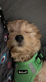 Klicke auf die Grafik für eine vergrößerte Ansicht  Name: PXL_20251230_154212330.PORTRAIT.ORIGINAL.jpg Ansichten: 0 Größe: 87,6 KB ID: 1201069